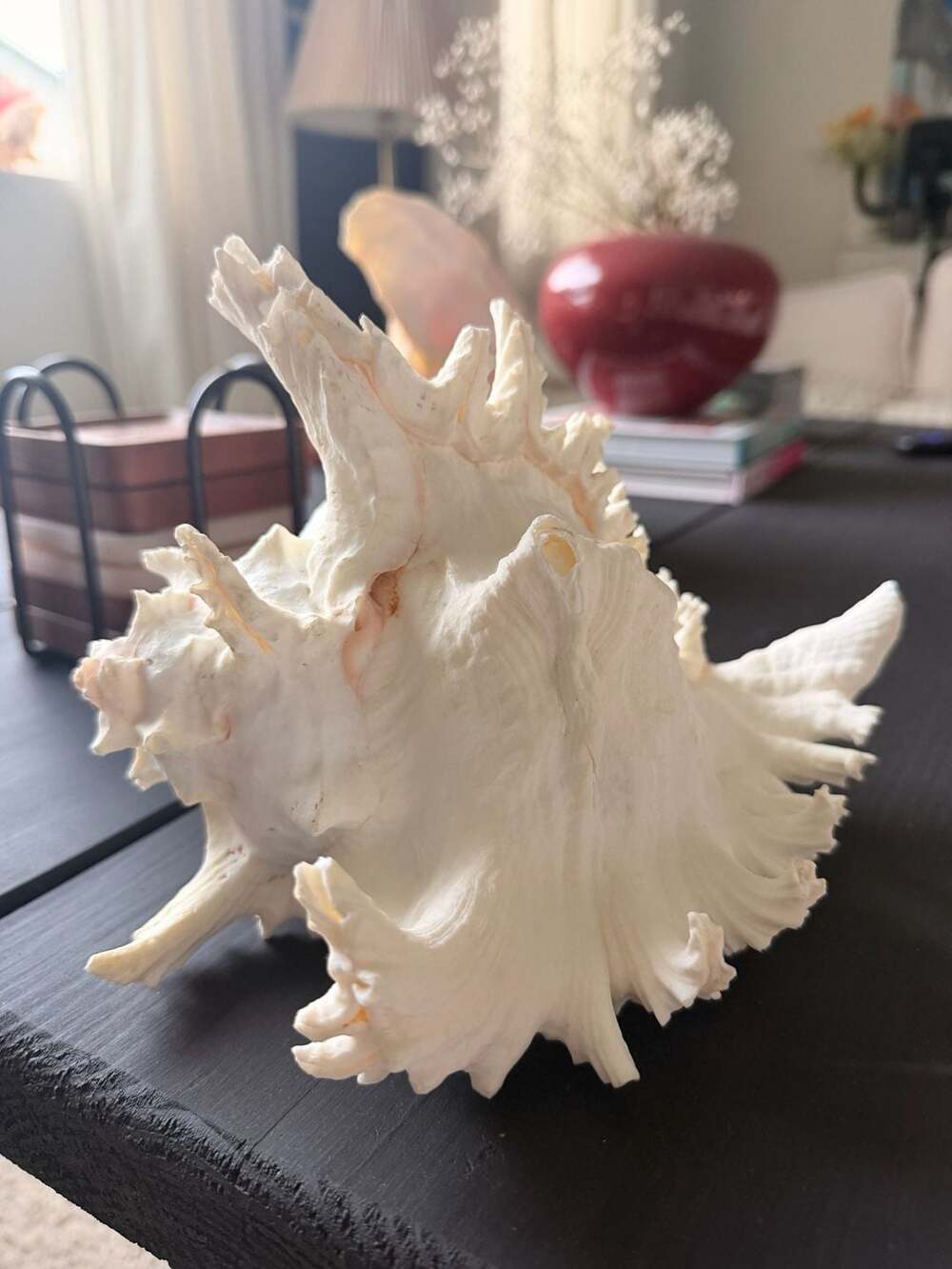 Large Seashell Murex Ramosus Natural Conch Coastal Sea Nautical Decor